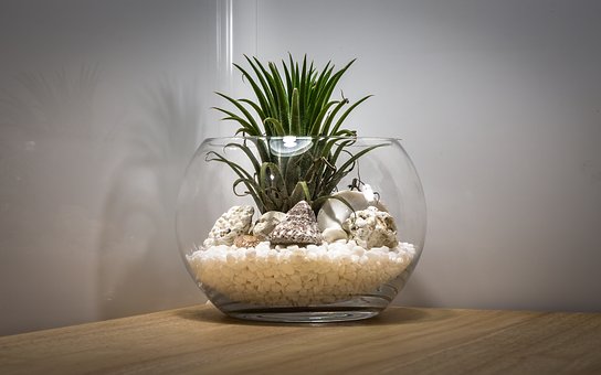 Usual blunders to prevent when caring for terrariums- terrarium team building Singapore