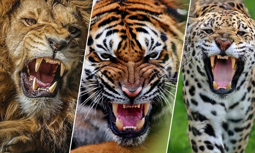 lion or tiger