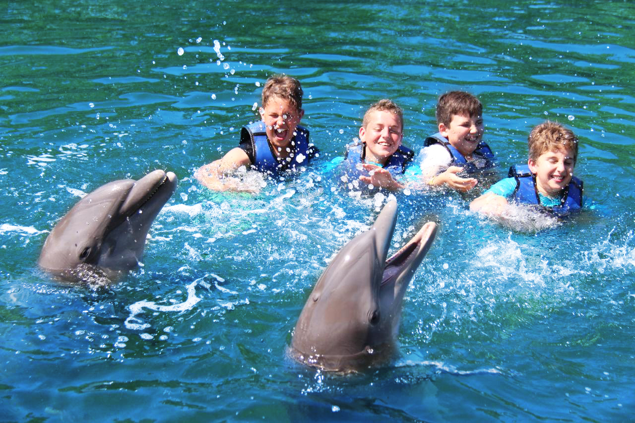 Swim with Dolphins